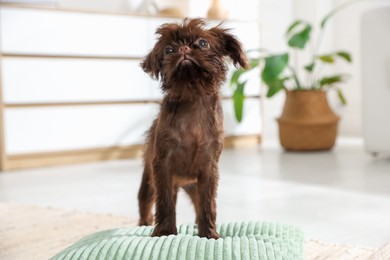 Photo of Cute Griffon puppy on pillow at home