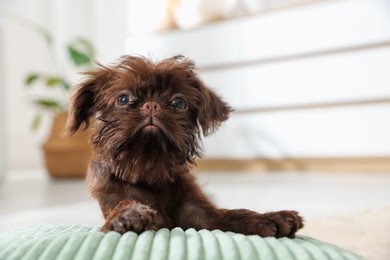 Photo of Cute Griffon puppy on pillow at home