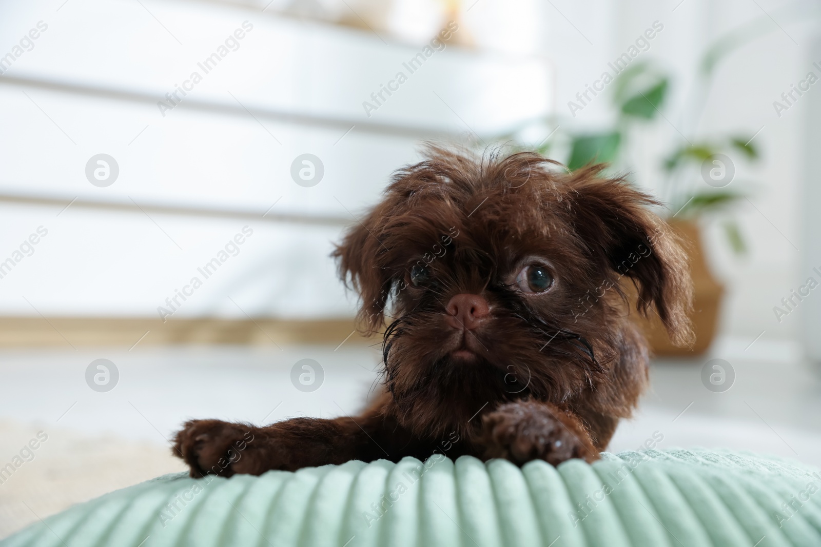 Cute Griffon puppy on pillow at home Photo of Cute Griffon puppy on pillow at home