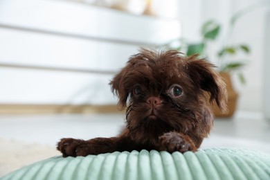 Photo of Cute Griffon puppy on pillow at home