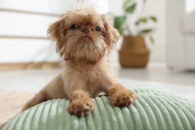 Photo of Cute Brussels Griffon puppy on pillow at home