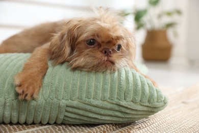Photo of Cute Brussels Griffon puppy on pillow at home