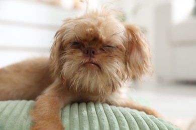 Photo of Cute Brussels Griffon puppy on pillow at home