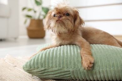Photo of Cute Brussels Griffon puppy on pillow at home