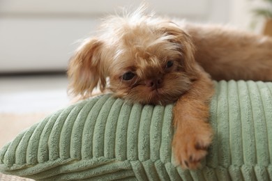 Photo of Cute Brussels Griffon puppy on pillow at home
