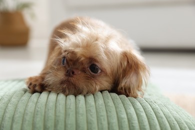 Photo of Cute Brussels Griffon puppy on pillow at home