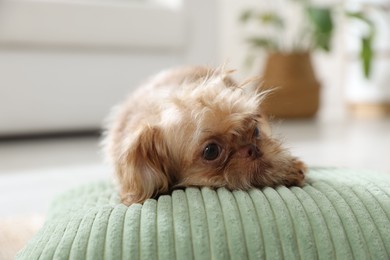 Photo of Cute Brussels Griffon puppy on pillow at home