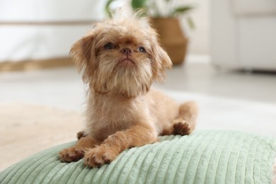 Photo of Cute Brussels Griffon puppy on pillow at home