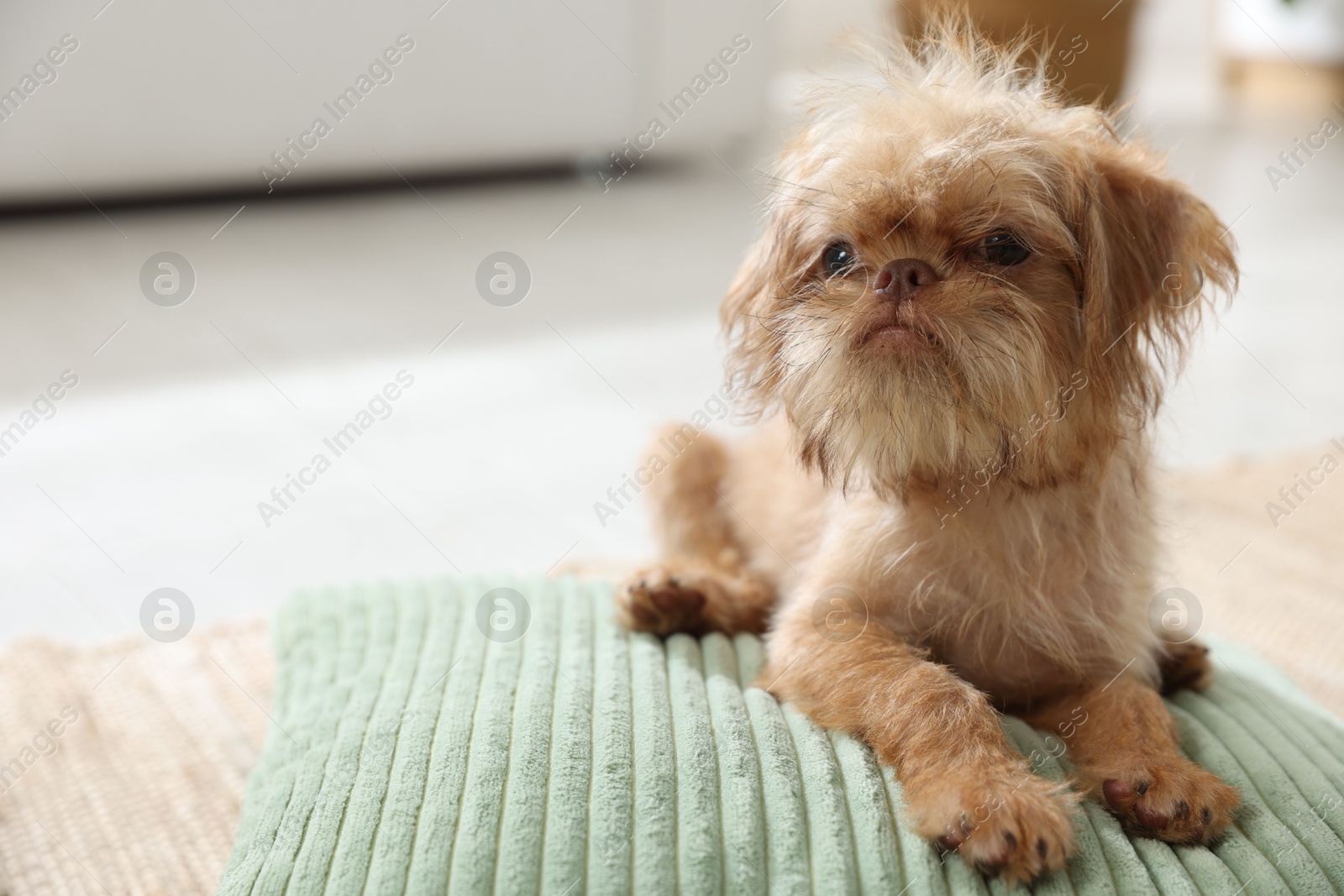 Cute Brussels Griffon puppy on pillow at home, space for text Photo of Cute Brussels Griffon puppy on pillow at home, space for text