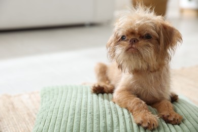 Photo of Cute Brussels Griffon puppy on pillow at home, space for text