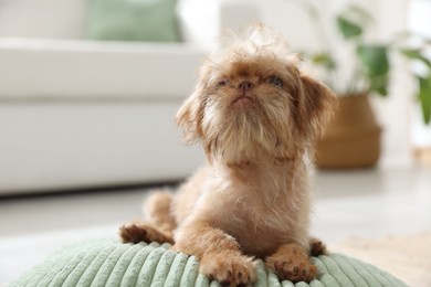 Photo of Cute Brussels Griffon puppy on pillow at home
