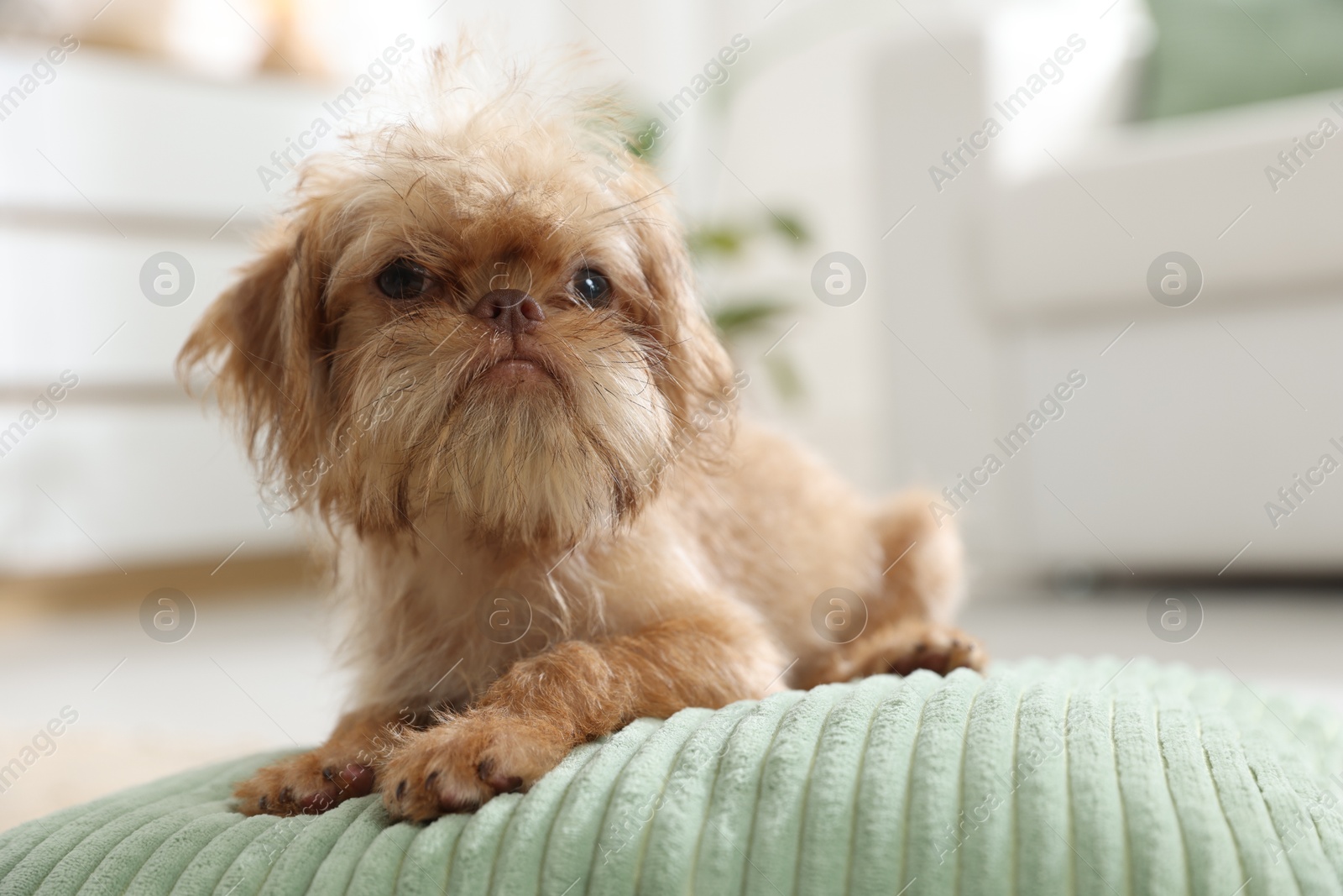 Cute Brussels Griffon puppy on pillow at home, space for text Photo of Cute Brussels Griffon puppy on pillow at home, space for text