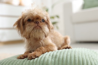 Photo of Cute Brussels Griffon puppy on pillow at home, space for text