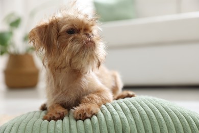 Photo of Cute Brussels Griffon puppy on pillow at home, space for text