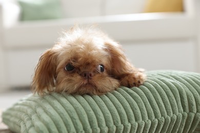 Photo of Cute Brussels Griffon puppy on pillow at home