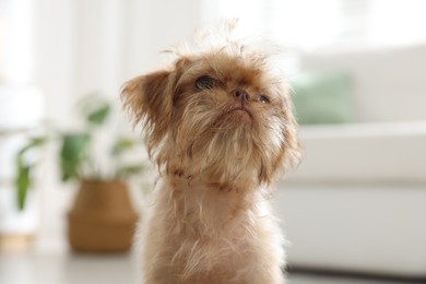 Photo of Cute Brussels Griffon puppy at home. Lovely pet