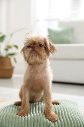 Photo of Cute Brussels Griffon puppy on floor at home