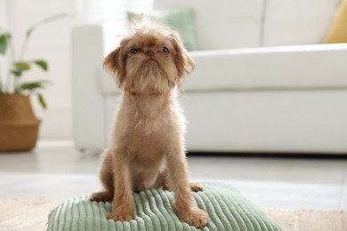 Photo of Cute Brussels Griffon puppy on floor at home