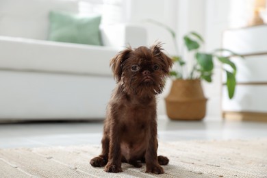 Photo of Cute Griffon puppy on floor at home