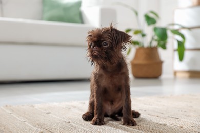 Photo of Cute Griffon puppy on floor at home