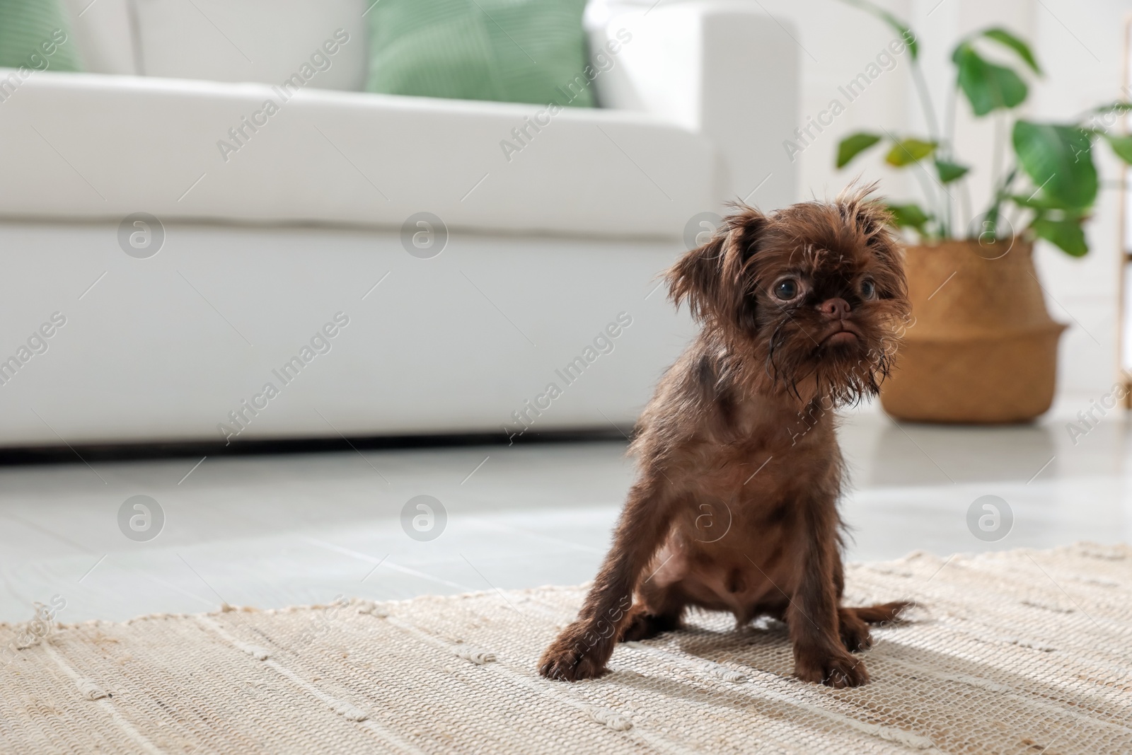 Cute Griffon puppy on floor at home, space for text Photo of Cute Griffon puppy on floor at home, space for text