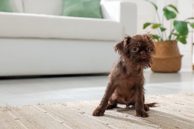 Photo of Cute Griffon puppy on floor at home, space for text