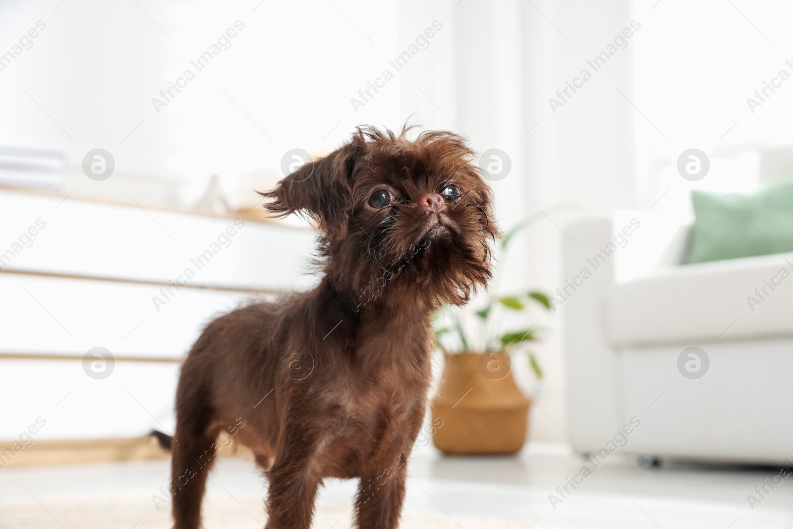 Cute Griffon puppy on floor at home Photo of Cute Griffon puppy on floor at home