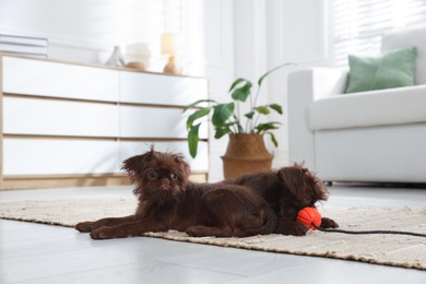 Photo of Cute Brussels Griffon puppies with toy on floor at home