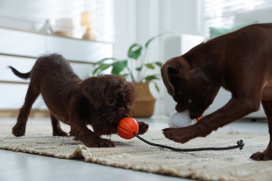 Photo of Cute Griffon puppies with toys on floor at home