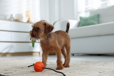 Photo of Cute Brussels Griffon puppy with toy indoors