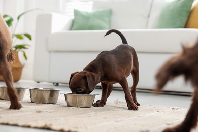 Photo of Cute Griffon puppy eating from feeding bowl indoors