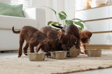 Photo of Cute Griffon puppies eating from feeding bowls indoors