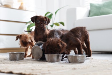 Photo of Cute Griffon puppies eating from feeding bowls indoors