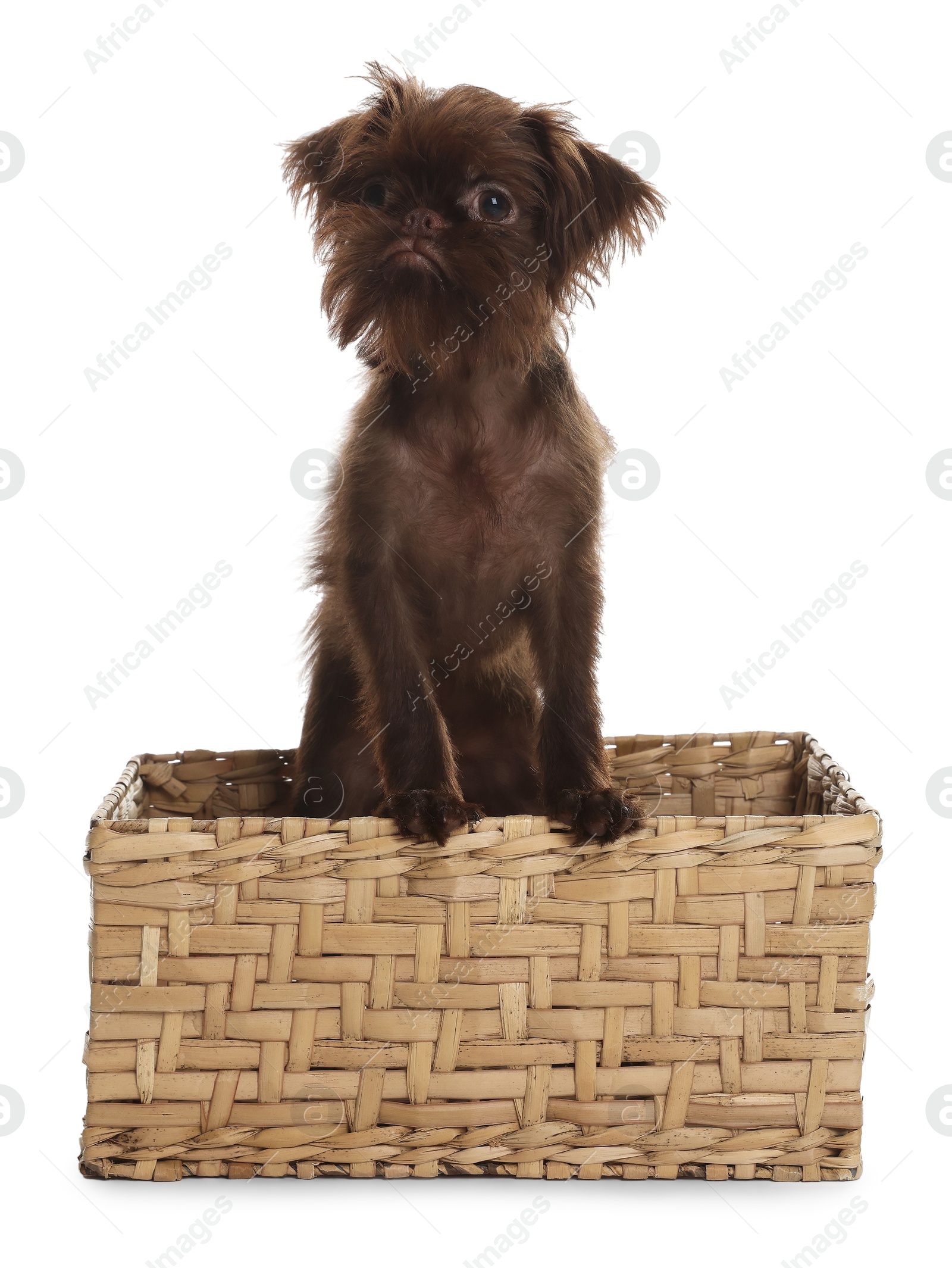 Cute Griffon puppy in wicker basket on white background Photo of Cute Griffon puppy in wicker basket on white background
