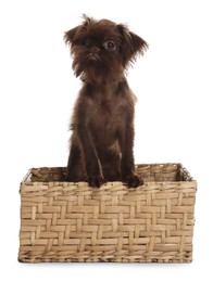 Photo of Cute Griffon puppy in wicker basket on white background