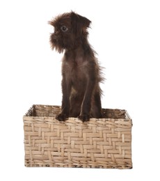 Photo of Cute Griffon puppy in wicker basket on white background