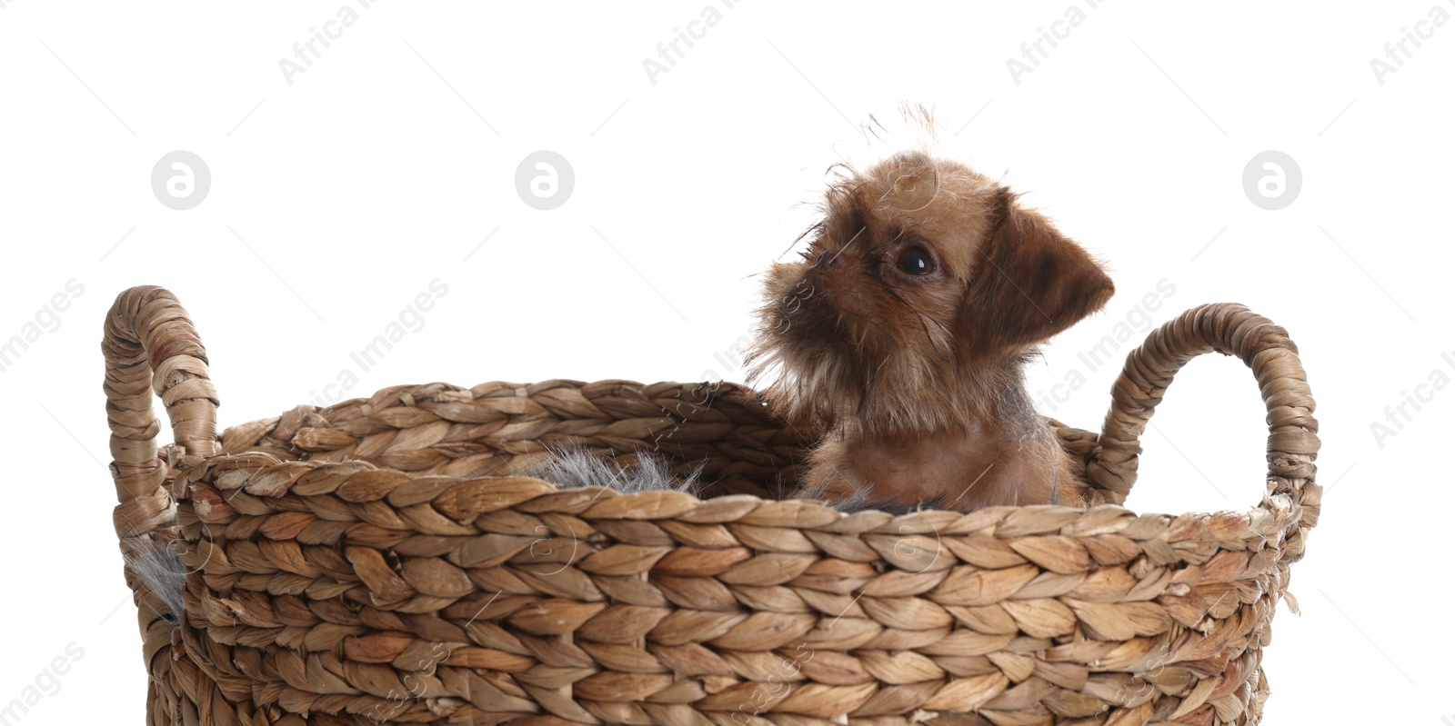 Cute Brussels Griffon puppy in wicker basket on white background Photo of Cute Brussels Griffon puppy in wicker basket on white background