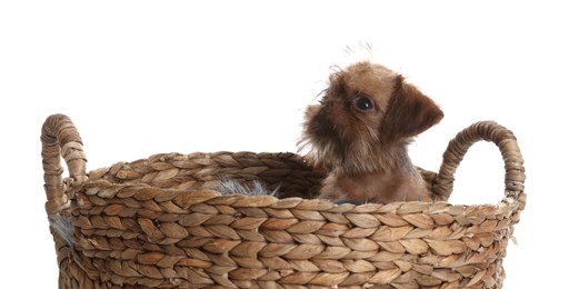 Photo of Cute Brussels Griffon puppy in wicker basket on white background