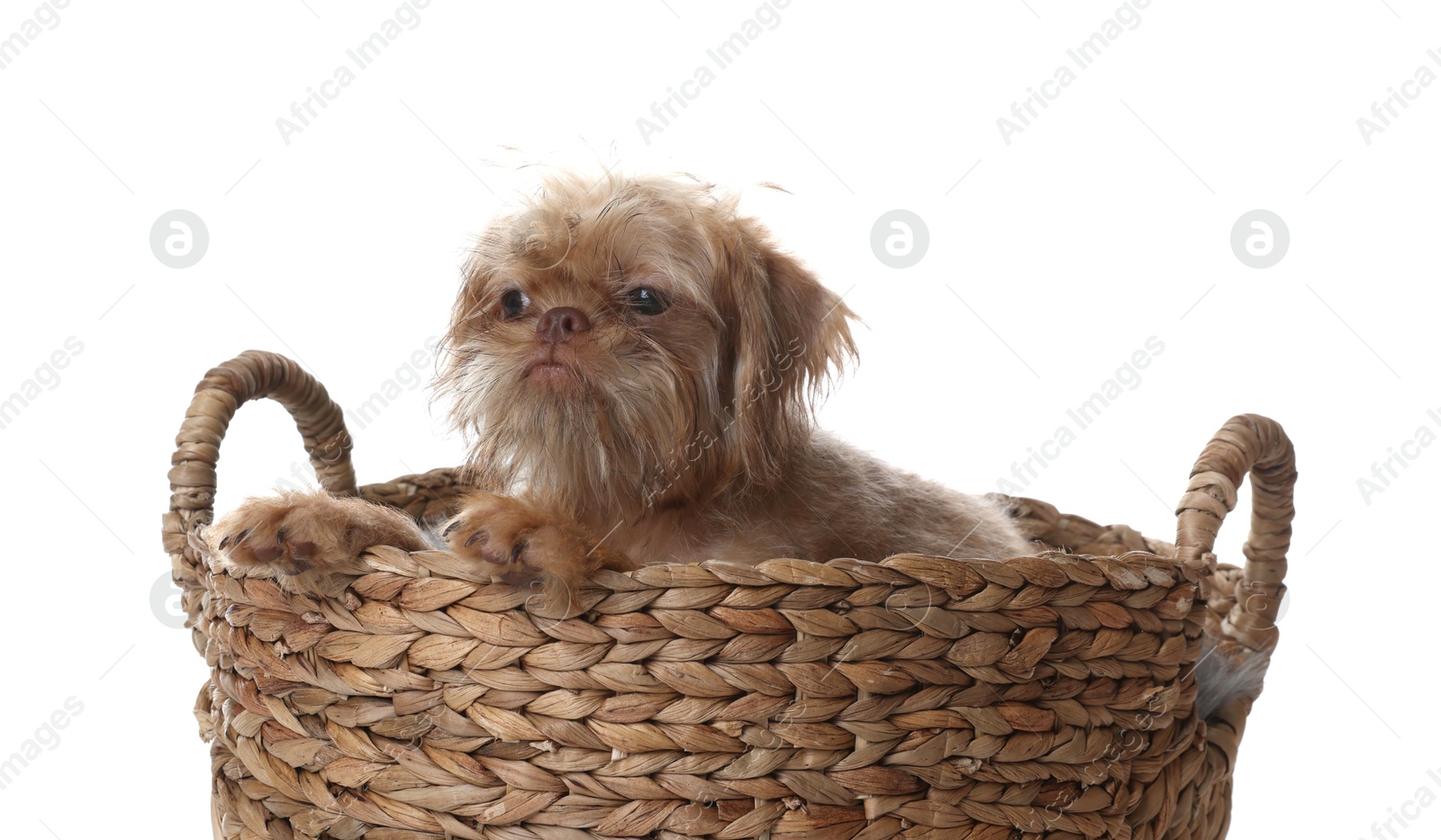 Cute Brussels Griffon puppy in wicker basket on white background Photo of Cute Brussels Griffon puppy in wicker basket on white background