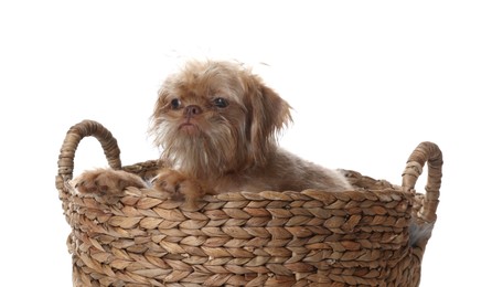 Photo of Cute Brussels Griffon puppy in wicker basket on white background