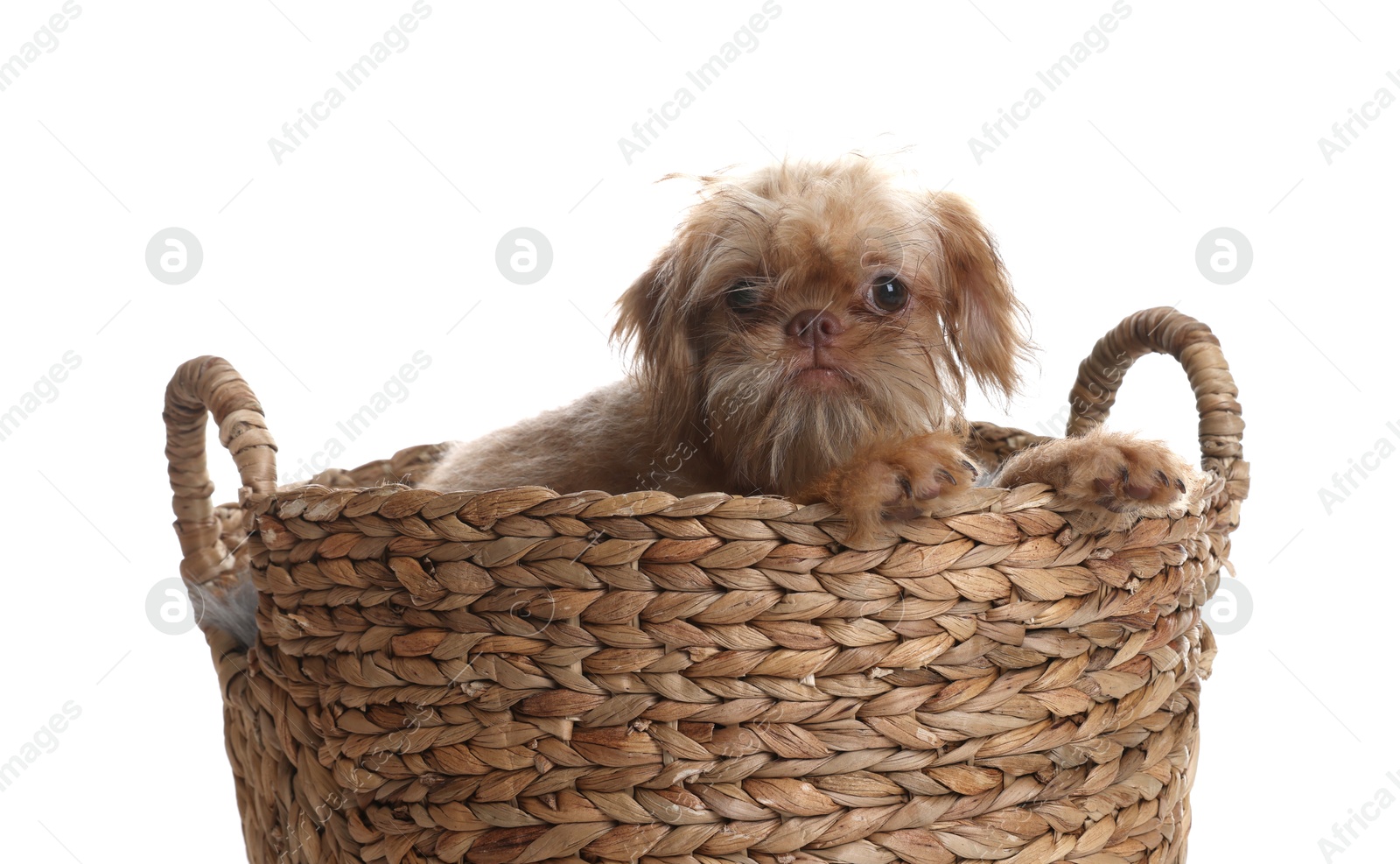 Cute Brussels Griffon puppy in wicker basket on white background Photo of Cute Brussels Griffon puppy in wicker basket on white background