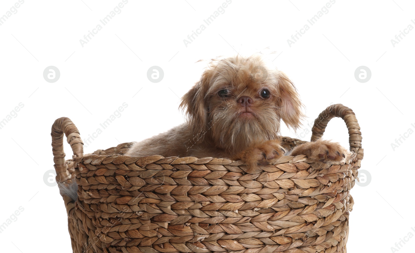 Cute Brussels Griffon puppy in wicker basket on white background Photo of Cute Brussels Griffon puppy in wicker basket on white background