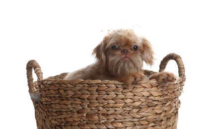 Photo of Cute Brussels Griffon puppy in wicker basket on white background