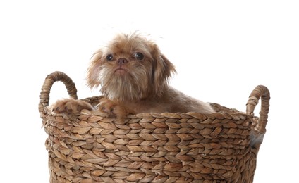 Photo of Cute Brussels Griffon puppy in wicker basket on white background