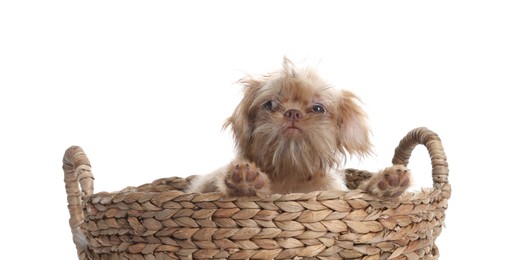 Photo of Cute Brussels Griffon puppy in wicker basket on white background