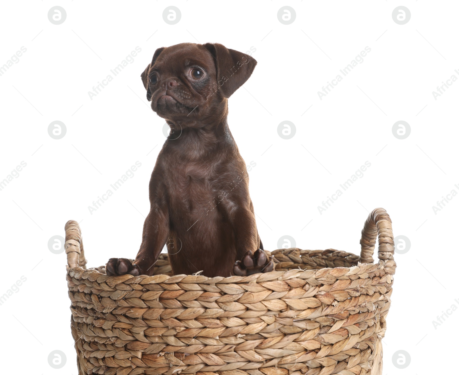 Cute Brabancon Griffon puppy in wicker basket on white background Photo of Cute Brabancon Griffon puppy in wicker basket on white background