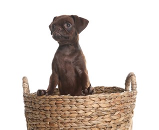 Photo of Cute Brabancon Griffon puppy in wicker basket on white background