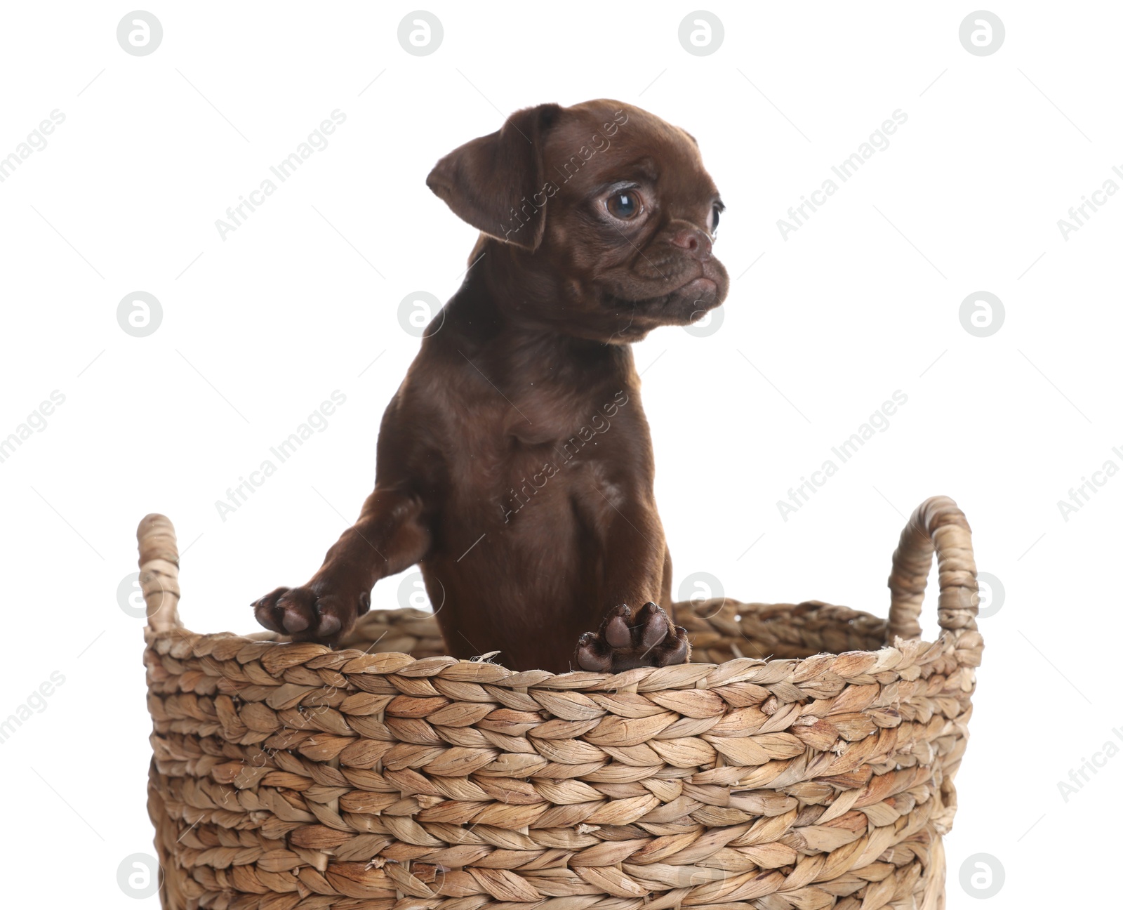 Cute Brabancon Griffon puppy in wicker basket on white background Photo of Cute Brabancon Griffon puppy in wicker basket on white background