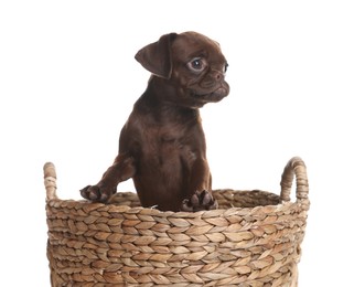Photo of Cute Brabancon Griffon puppy in wicker basket on white background