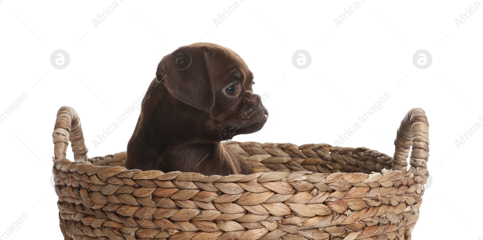 Cute Brabancon Griffon puppy in wicker basket on white background Photo of Cute Brabancon Griffon puppy in wicker basket on white background